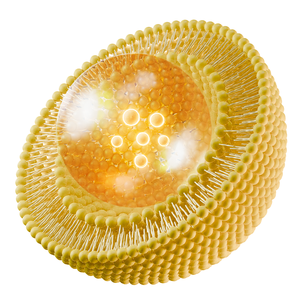 liposome